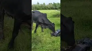 July 11, 2025 Live Birth of a Healthy Calf