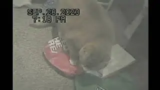 1998 Sharp VL-E680 Video8 Camcorder recording test.