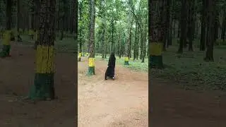 sal forest#youtubeshorts #trendingshorts #sal