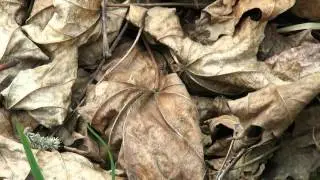 Весенняя дробь паука-волка Hygrolycosa rubrofasciata. Spring drumming of the wolf spider