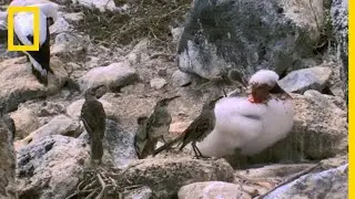 Les moqueurs Hood, oiseaux assoiff&eacute;s de sang