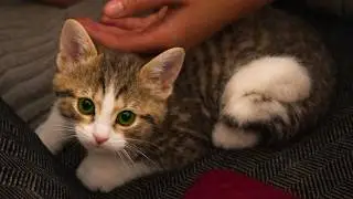 Vet Dad Brings Home &ldquo;Broken&rdquo; Kitten for Daughter&rsquo;s Birthday