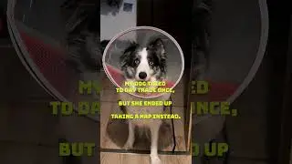 Dog Tries Day Trading: Ends in Nap Time #shorts