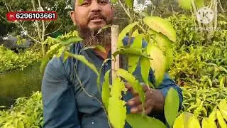 हेल्दी पौधे ओरिजिनल वैरायटी रीजनेबल प्राइस में मिलेगा न्यू सुहाना नर्सरी पर 