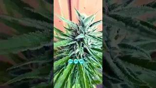 Small but Frosty 🥶 Plant 🌿 #shorts #youtubeshorts #42fastbuds #turbowuchs