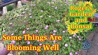 A Walk Around the Garden in the Sunshine