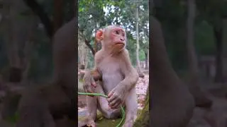 Luno Eating Long Bean