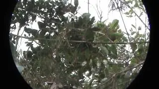 Birds of Colombia: Santa Marta Parakeet- Pyrrhura viridicata