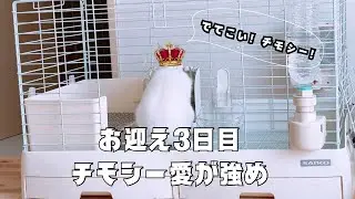 【うさぎと暮らす】お迎え3日目。チモシー愛が誰よりも強め。