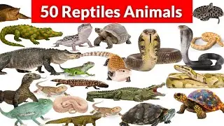 50 Reptiles Names for Kids | Learn Reptile Animals Names in English | ABC Little Rhymes