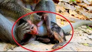 Ah ! Why monkey angry new baby like this? What wrong with baby ? See video very pity on baby #439