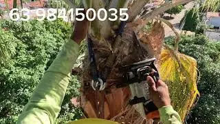 Como fazer limpeza em palmeira muito alta 