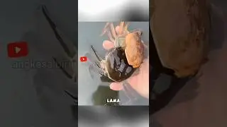 Kepiting Soka, Kepiting yang Cangkangnya Bisa Dimakan!#faktaunik #kepitingsoka #shortsviral