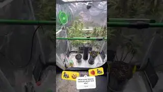 GORILLA COOKIES + STRAWBERRY GORILLA