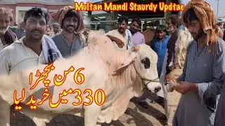 Hashim Kay Bhai Nay Mandi Main 330 Ka Bachra Day Dia | Multan Mandi Saturday Update @SSTvs