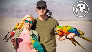 Учим птицу летать на улице! | Подкаст «Дрессировка попугаев», выпуск 15