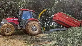Silagem de milho safra 2021/2022