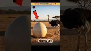 Duniya Ke Sabse Bade Anda 🥚 #shorts #facts #birds