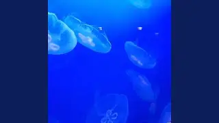 Come Back with Me