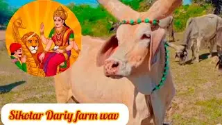 Kankrej cow gujarat|| sikotar Dariy farm wav||hitesh bhai Wav||Bhangra 🦅‼️ SIKOTAR MAA ‼️💯#viral 