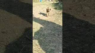 Dog Running