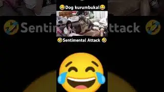 🔴🤣Sentimental Attack #comedy #funny #funnyanimals #dog #pets #dogvideos #animals
