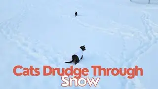 Cat Forges Own Path In Deep Snow ❄️ 😻