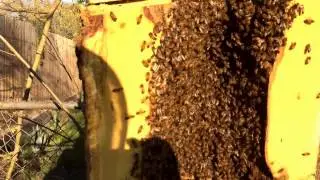 Bee Removal 034 - Bees in Tree