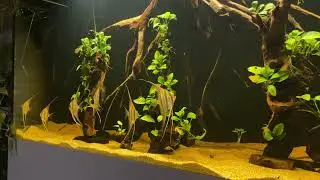 Rio Atabapo Altum F1, 16 Wochen sind die kleinen von Simon Forkel 😊
