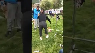 Challenges For Corgis #FunnyCorgi #shorts