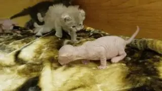 Sphynx and Curl Litter 2 weeks old