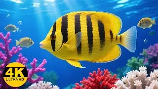 Ocean Life in 4K Ultra HD &ndash; Breathtaking Underwater World & Marine Animals