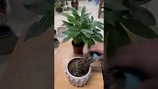 This is how I grow Vietnamese money trees. #plants #decor #ideas #garden