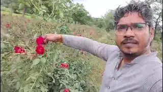 Indian Rose ( देशी गुलाब) essential oil & hydrosol water extraction process