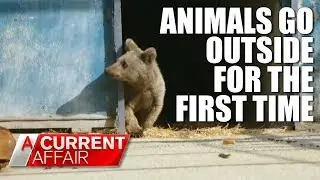Animals set free for the first time | A Current Affair Australia