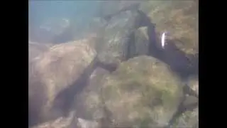 ジャクソン アスリート12ss 水中動画 Gopro 釣り　シーバス　ヒラメ　ルアー