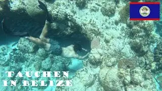 Haie, Rochen und Schildkr&ouml;ten:Tauchen im BARRIER-REEF 🐠🪸🦈 Schnorcheln in Belize | Caye Caulker 🏝️