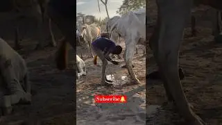 The Mundari tribe of South Sudan.😎#travel #africa #shortvideo #shorts #fyp