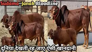 Sudama–Janak Bloodline | Full Record दुनिया देखती रह जाए ऐसी खानदानी Sahiwal Bull ll