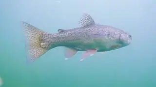 Quarry Park Rainbow Trout