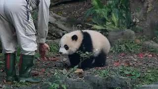 2021/2/28 彪哥帶圓寶/柔柔回家