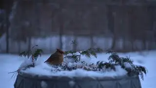 An Amazing Cardinal in Ultra 4K 🐦 | A Magnificent Creature You&rsquo;ve Never Seen This Close