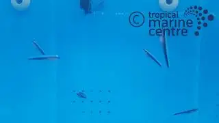 Neon Goby - Blue, Elacatinus oceanops