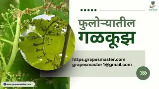 Grape Master द्राक्षसेवा -फुलोऱ्यातील  गळकूझ