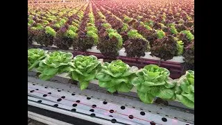 Greenhouses. Lettuce transport system
