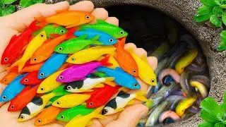 Catch beautiful aquarium fish in small pond baby turtles, eel, guppies nemo fish, cute fish, tadpole