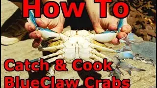 BlueClaw Crabs: CATCH & COOK (How To)