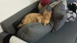 ~Sleepy beans are made of these~