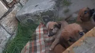 Szczeniaki do adopcji Fundacja Roka