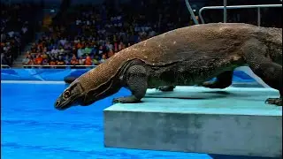 Fish Olympics | The Ultimate Animal Dive Competition | Animal Olympics diving board 2025